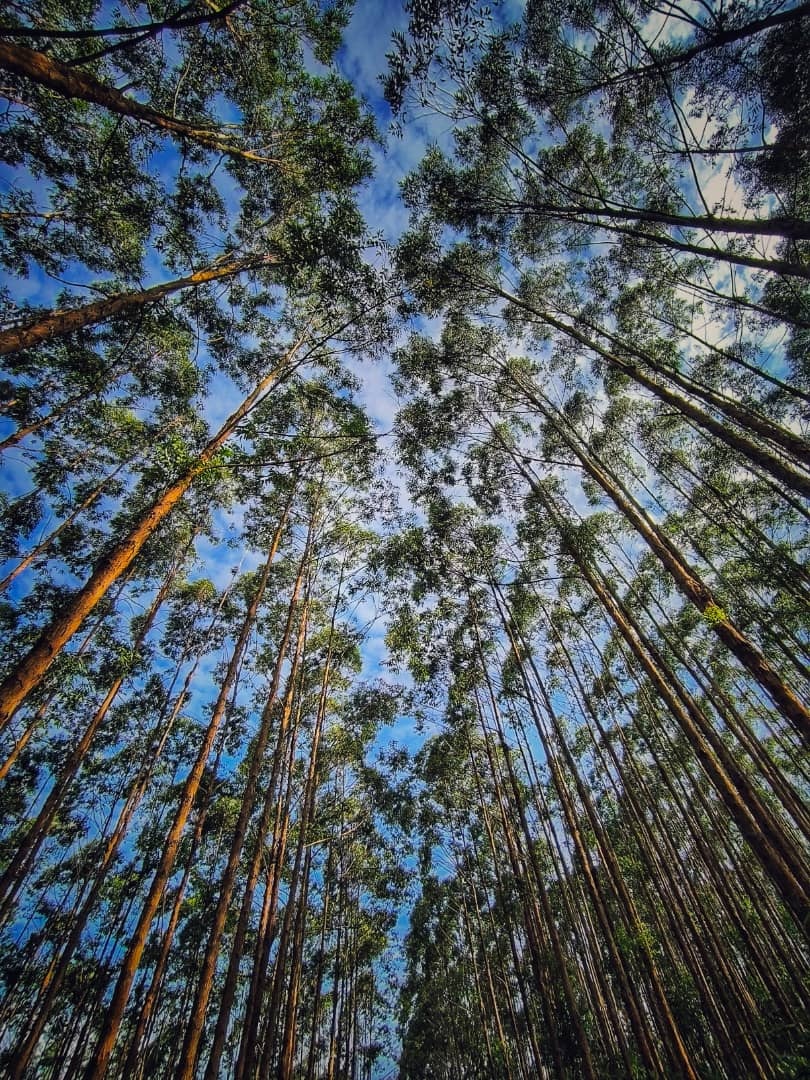 Forest plantation development at Ulu Slim