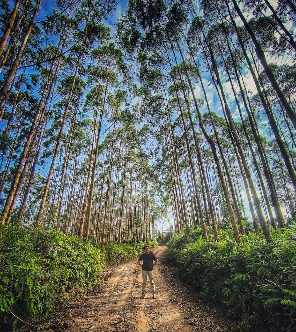 Forest plantation at Ulu Slim