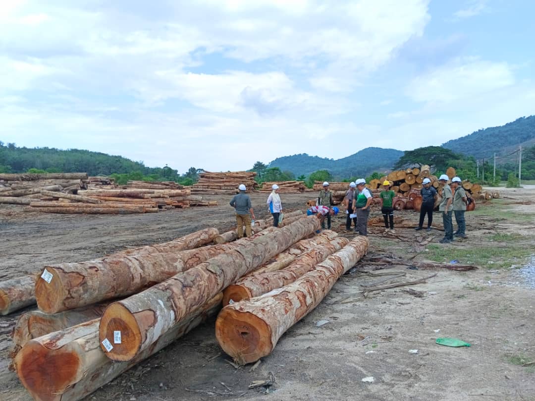 Field team reviewing harvested timber at Ulu Slim