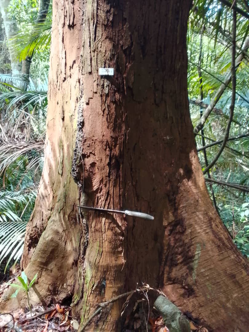 Marked tree at the Kenaboi project area