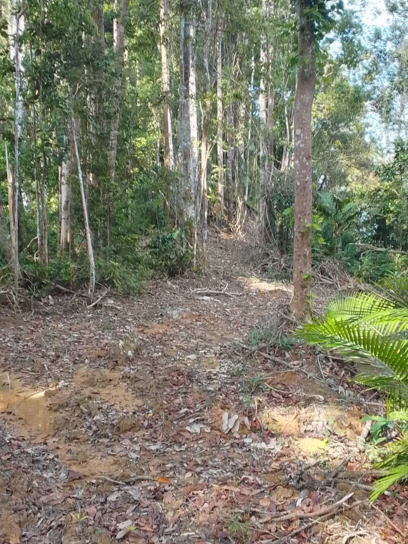 Managed forest compartment at Kenaboi