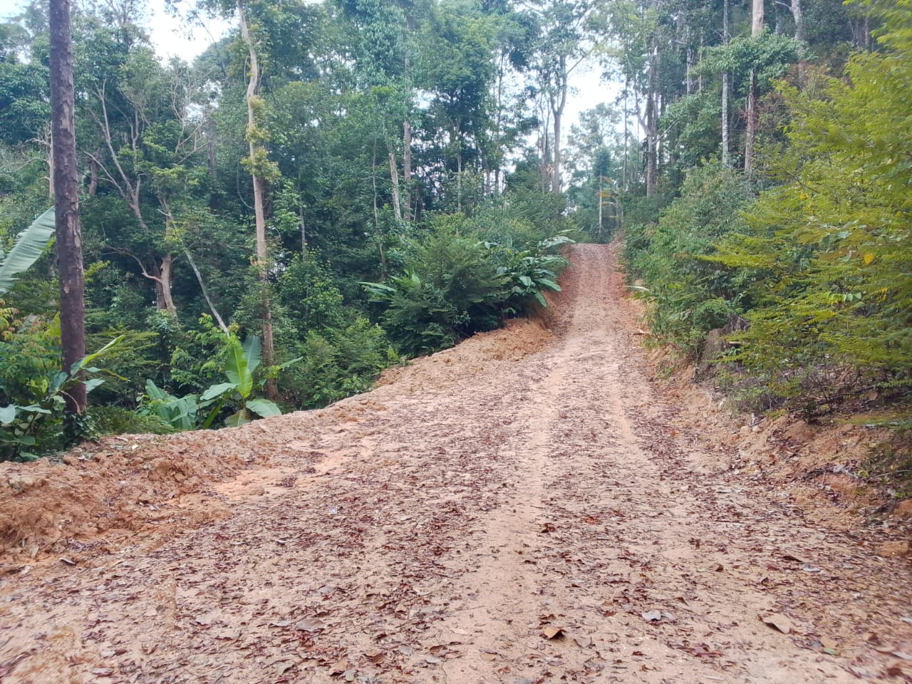 Forest access route at the Kenaboi project area